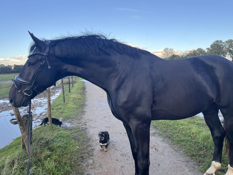 KWPN Stallone 5 Anni 180 cm Baio nero in Erp