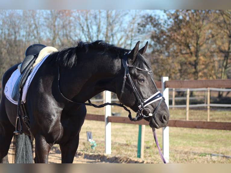 KWPN Stallone 5 Anni in Appiano Gentile