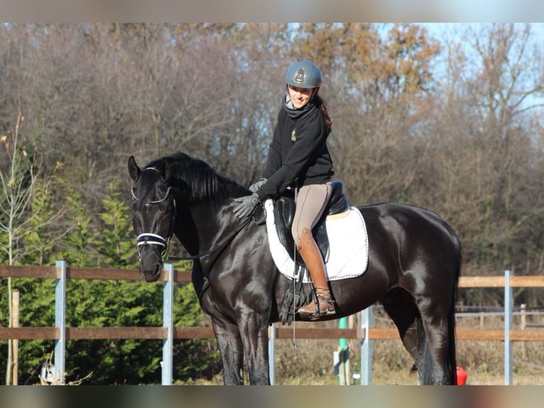 KWPN Stallone 5 Anni in Cascina Elisa