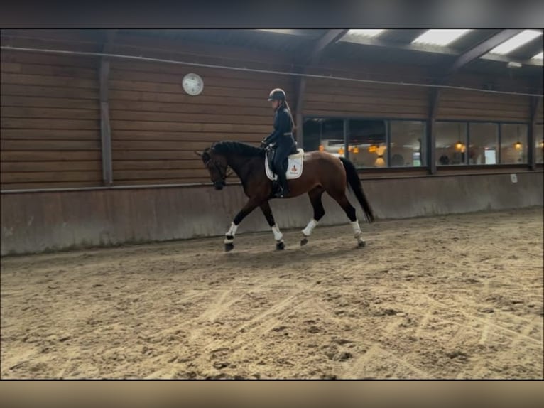 KWPN Stallone 6 Anni 172 cm Baio scuro in Grolloo