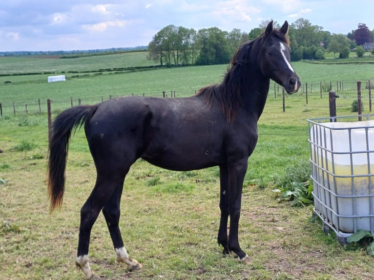 KWPN Stallone 6 Anni  in Banholt