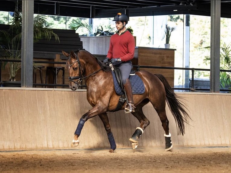 KWPN Stallone 7 Anni 163 cm Sauro scuro in Nottuln