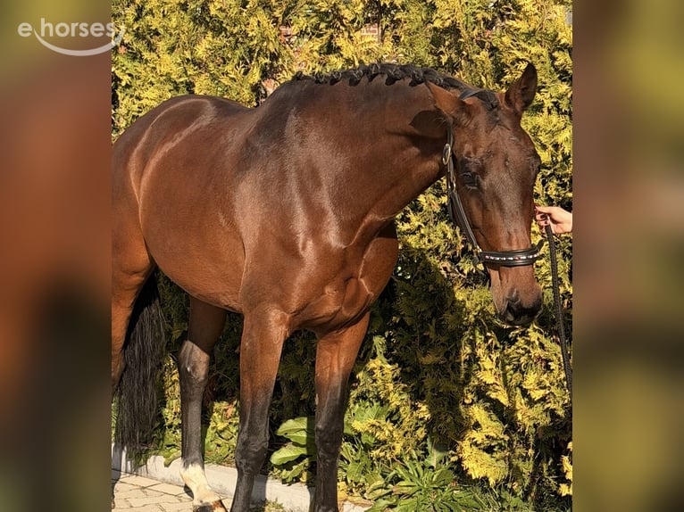 KWPN Stallone 9 Anni 164 cm  in Nettetal