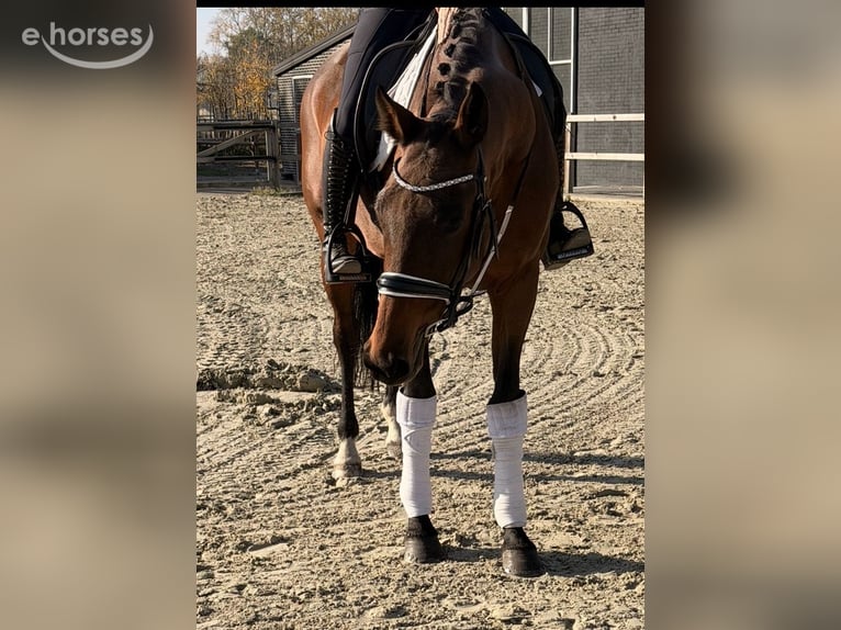 KWPN Stallone 9 Anni 164 cm  in Nettetal