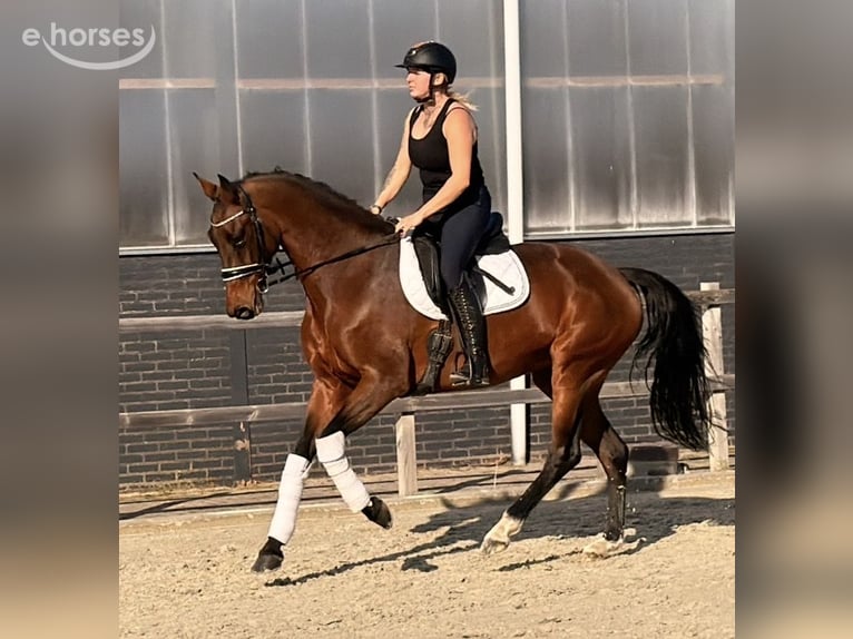 KWPN Stallone 9 Anni 164 cm  in Nettetal