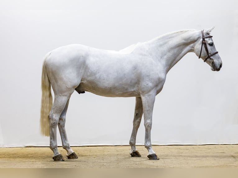 KWPN Stallone 9 Anni 167 cm Grigio in Waddinxveen