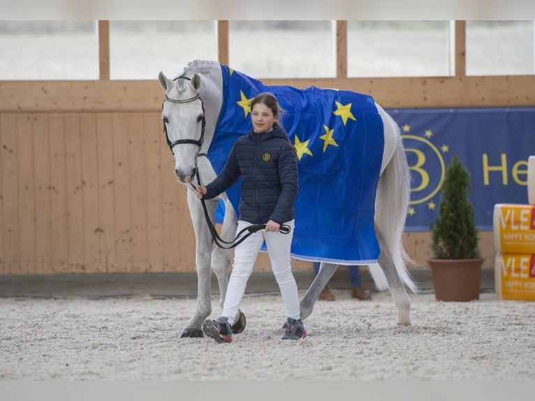 KWPN Stallone Grigio in Pfarrkirchen