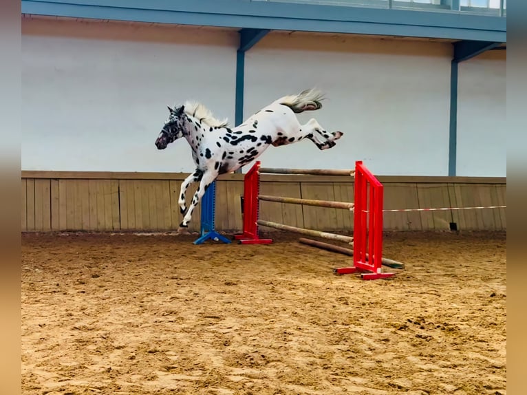 KWPN Stallone Leopard in Gijon