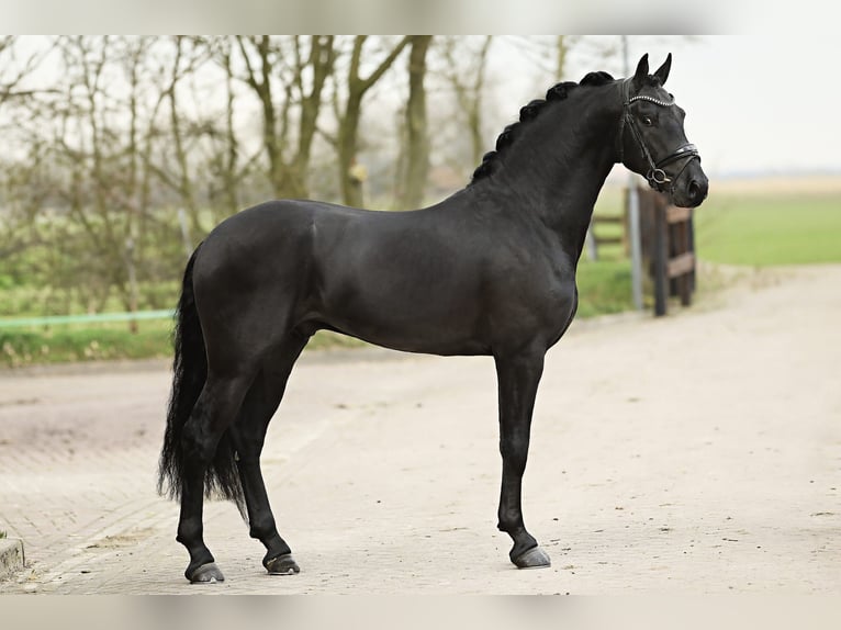 KWPN Stallone Morello in moerbeke