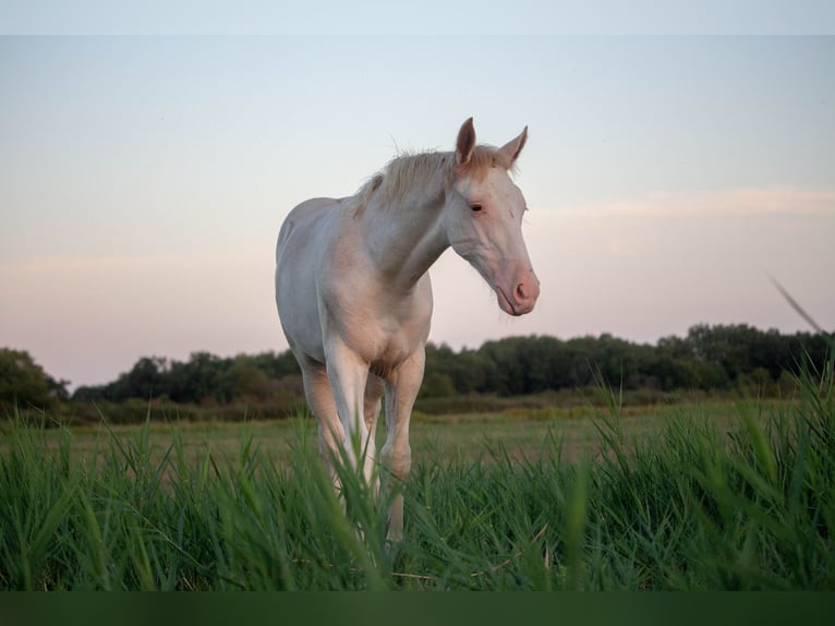 KWPN Mix Stallone Puledri (05/2026) 155 cm Sabino in valeyrac