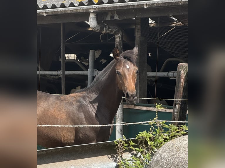 KWPN Stallone Puledri (04/2026) 165 cm Baio scuro in Rinsumageast
