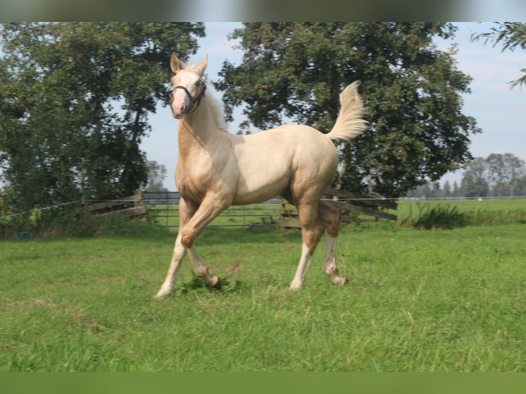 KWPN Stallone Puledri (05/2026) 165 cm Palomino in Giessenburg