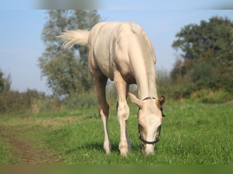 KWPN Stallone Puledri (05/2026) 165 cm Palomino in Giessenburg