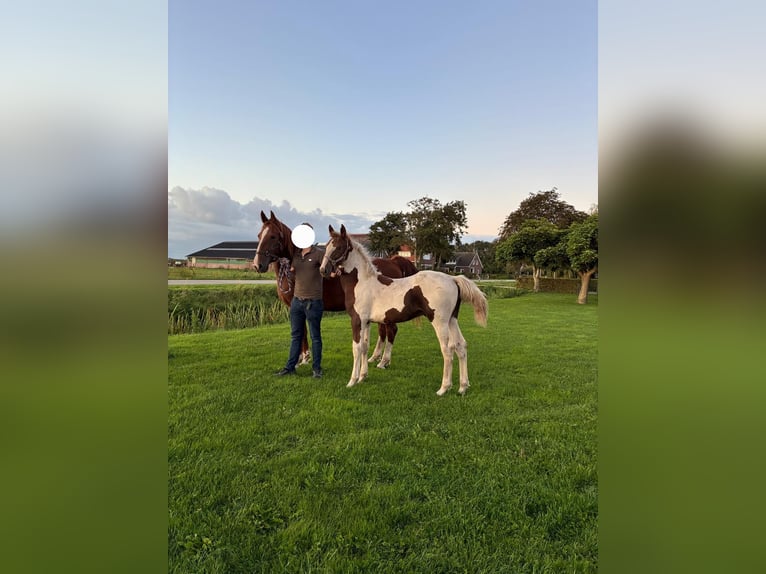 KWPN Stallone Puledri (04/2025) 165 cm Sauro scuro in Staphorst