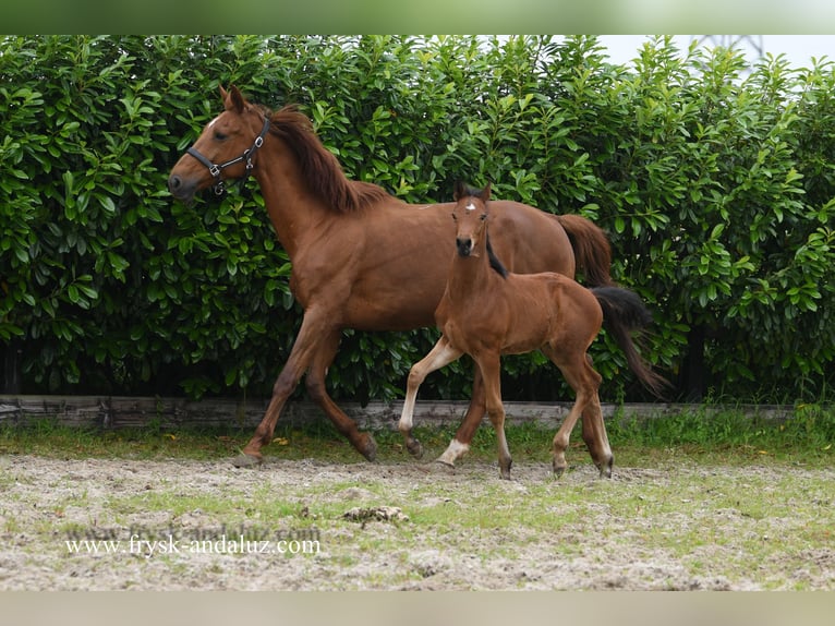 KWPN Stallone Puledri
 (04/2024) 170 cm Baio in Mijnsheerenland