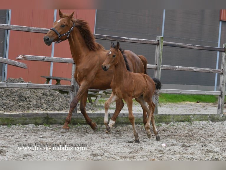 KWPN Stallone Puledri
 (04/2024) 170 cm Baio in Mijnsheerenland