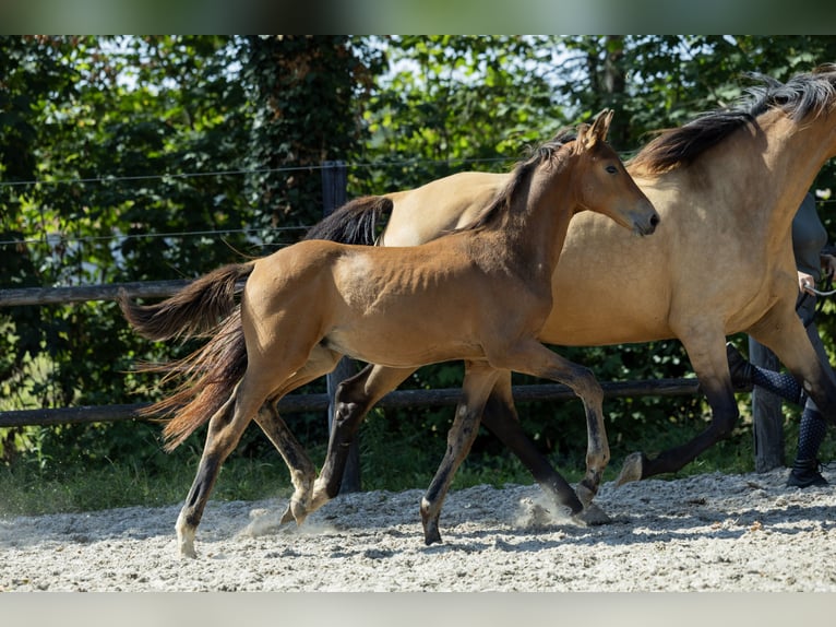 KWPN Stallone Puledri (04/2026) 170 cm  in Ulicoten