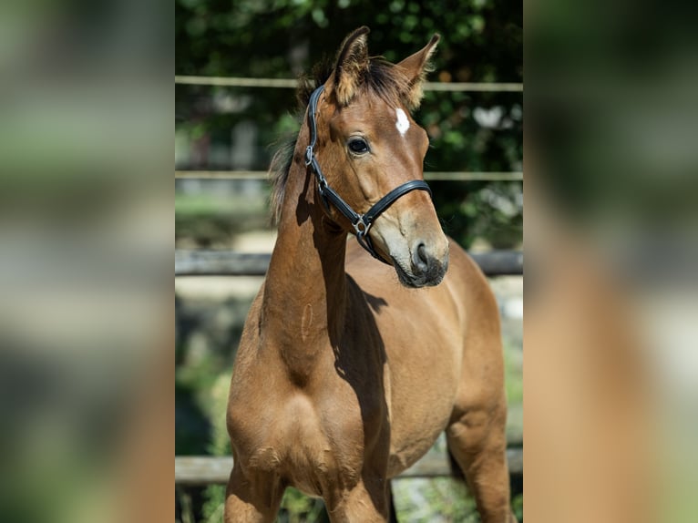 KWPN Stallone Puledri (04/2026) 170 cm  in Ulicoten