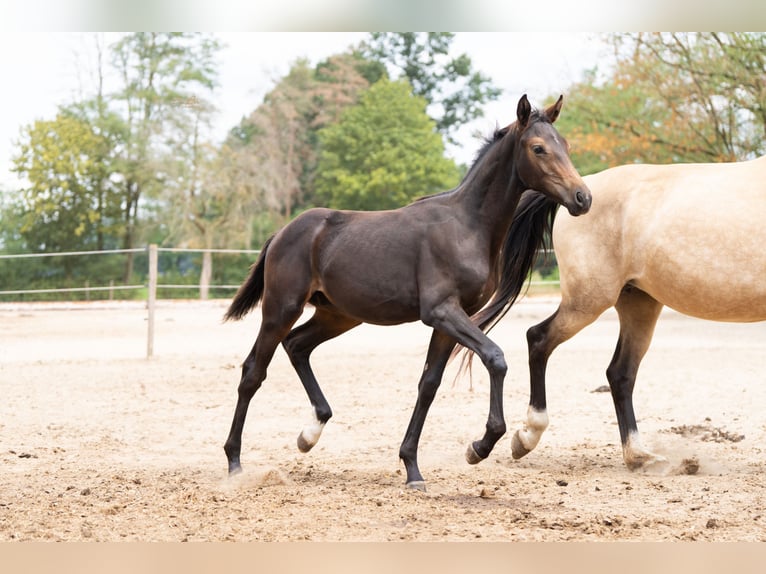 KWPN Stallone Puledri (04/2026) 170 cm  in Ulicoten