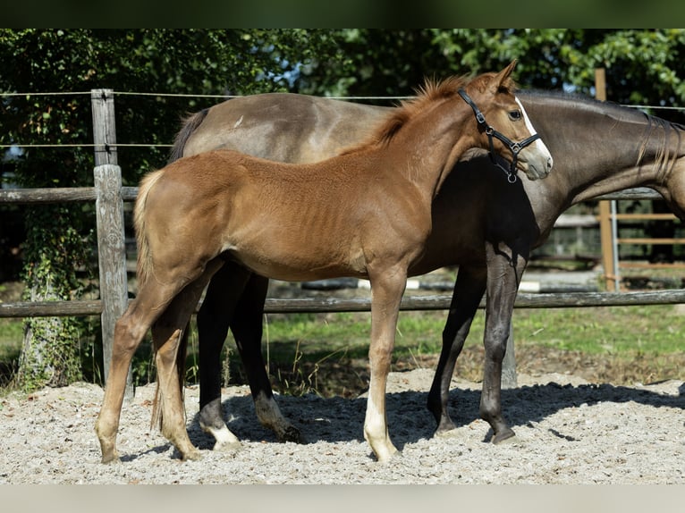 KWPN Stallone Puledri (04/2026) 170 cm  in Ulicoten