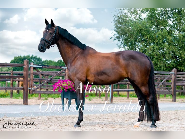 KWPN Stallone Puledri (04/2025) 170 cm in M&#xF6;nchengladbach