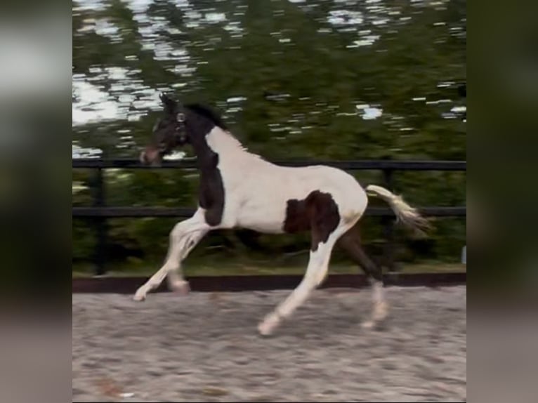 KWPN Stallone Puledri (06/2025) 170 cm Pezzato in Siddeburen