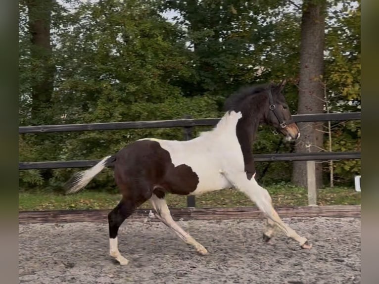 KWPN Stallone Puledri (06/2025) 170 cm Pezzato in Siddeburen