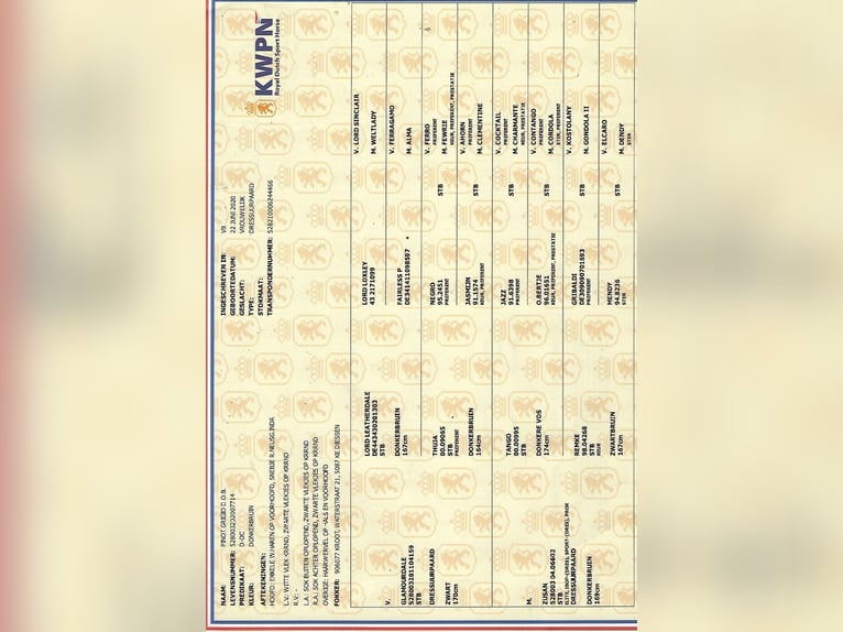 KWPN Stallone Puledri (05/2025) 172 cm Baio nero in Diessen