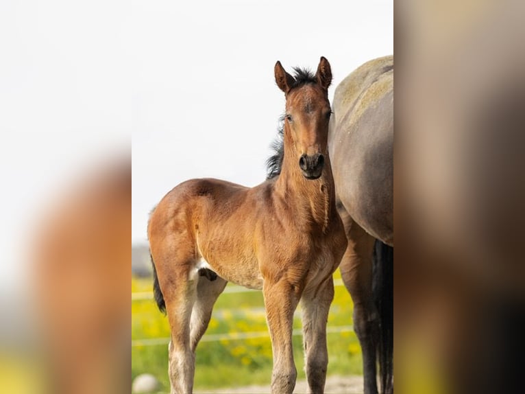 KWPN Stallone Puledri (03/2026) 173 cm Baio scuro in Hedel