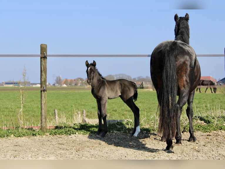 KWPN Stallone Puledri (03/2026) 175 cm Morello in Sneek
