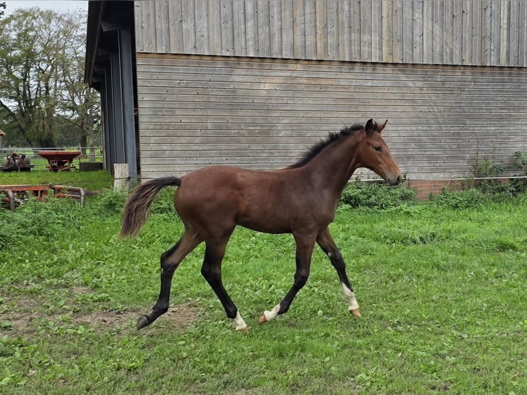 KWPN Stallone Puledri (04/2026) Baio in Hengelo (Gld)