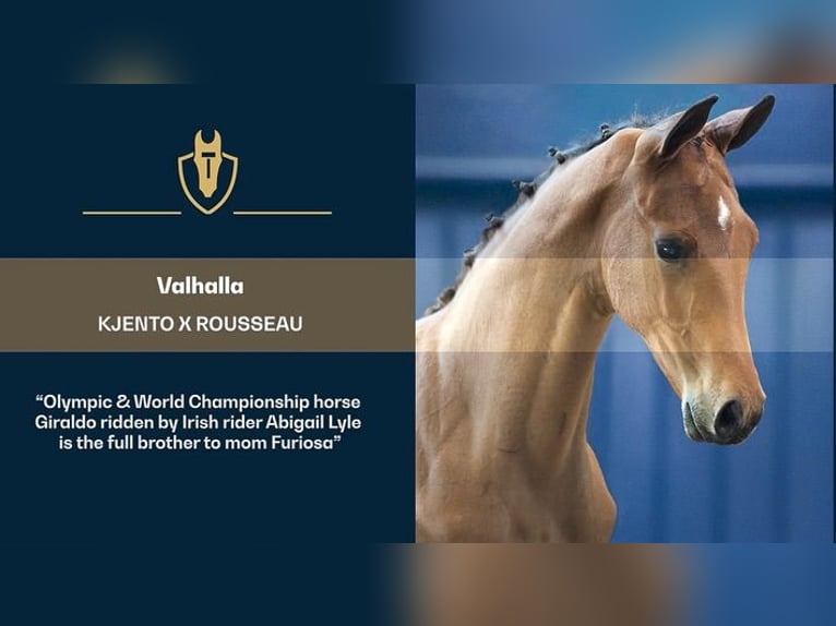 KWPN Stallone Puledri (04/2025) Baio in Laren