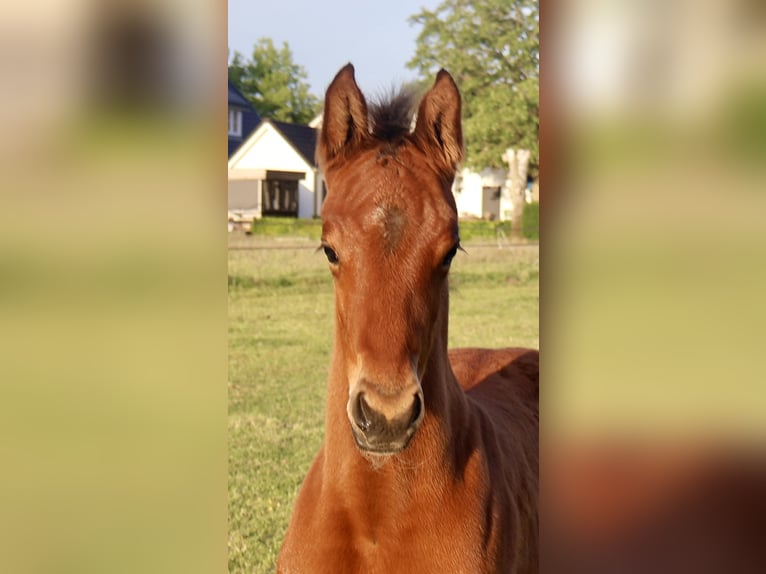 KWPN Stallone  Baio in Rijssen