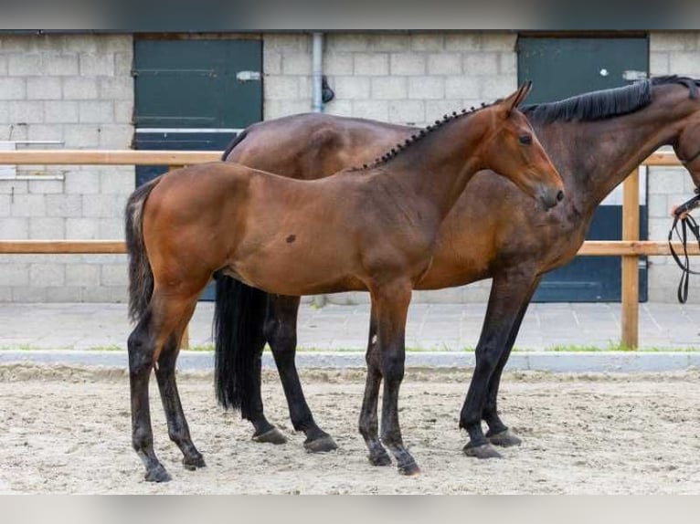 KWPN Stallone Puledri (03/2026) Baio in Wouwse Plantage