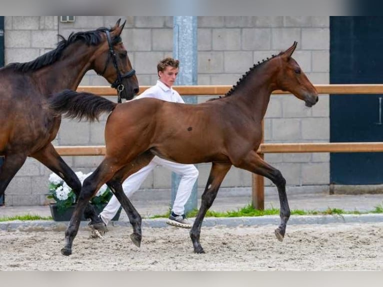 KWPN Stallone Puledri (03/2026) Baio in Wouwse Plantage