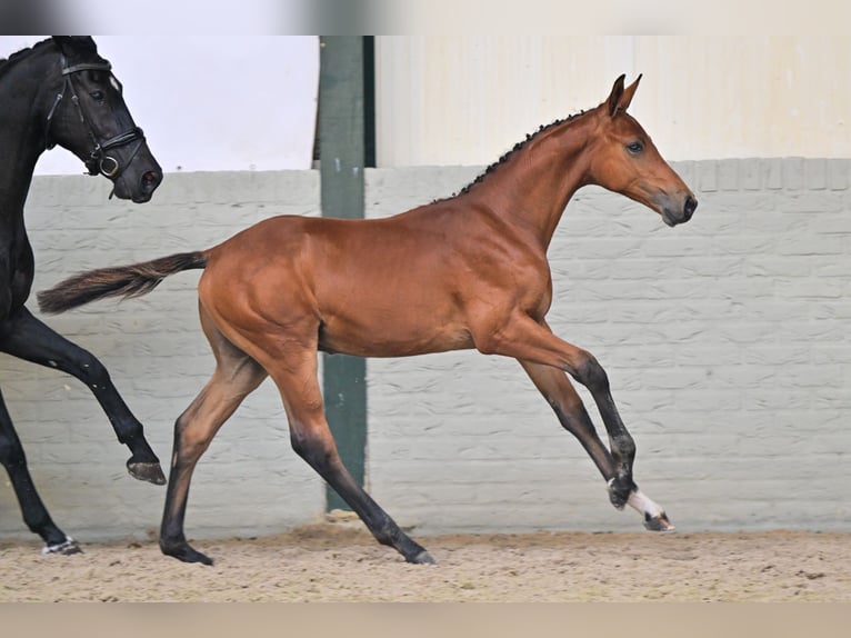 KWPN Stallone Puledri (04/2026) Baio in Heerde