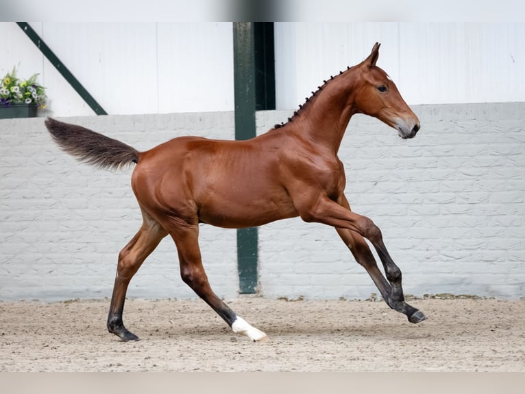 KWPN Stallone Puledri (05/2026) Baio in Heerde