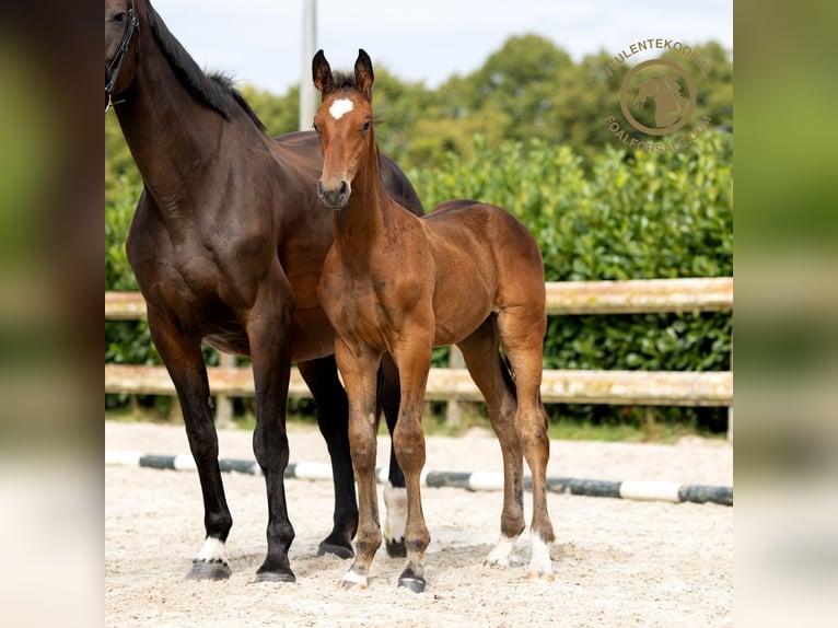 KWPN Stallone Puledri
 (05/2024) Baio in Nuenen