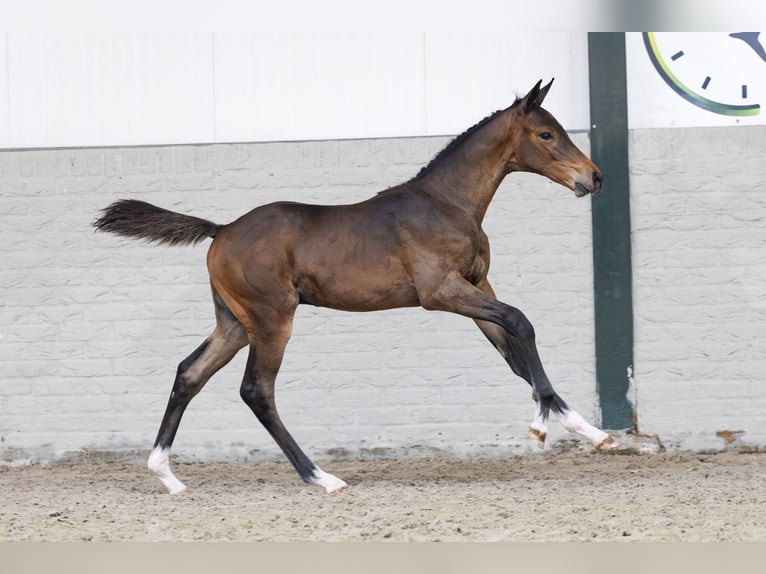 KWPN Stallone  Baio ciliegia in Heerde