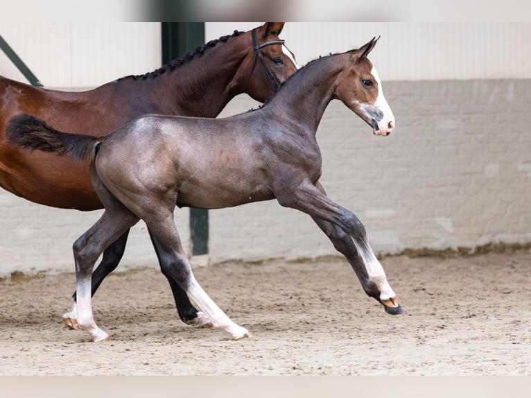 KWPN Stallone Puledri (03/2026) Baio ciliegia in Heerde