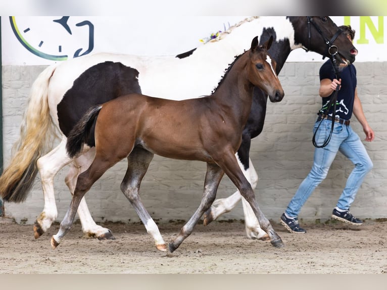 KWPN Stallone Puledri (04/2026) Baio ciliegia in Heerde