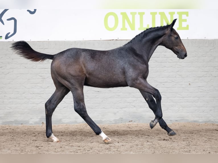 KWPN Stallone Puledri (04/2026) Baio nero in Heerde