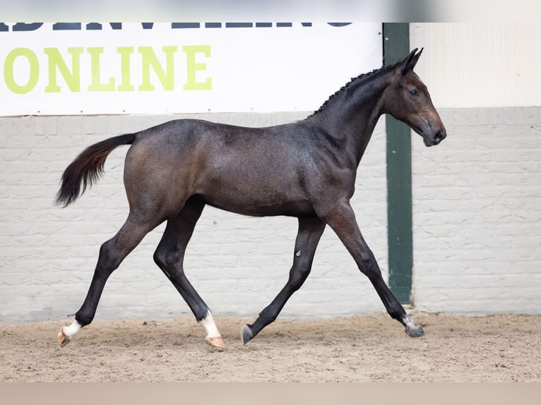 KWPN Stallone Puledri (04/2026) Baio nero in Heerde