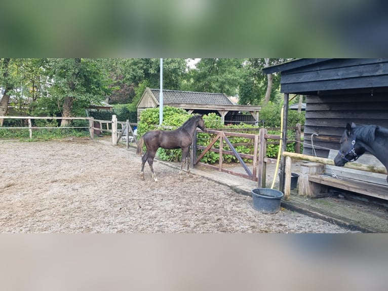 KWPN Stallone Puledri (06/2025) Baio scuro in Ermelo