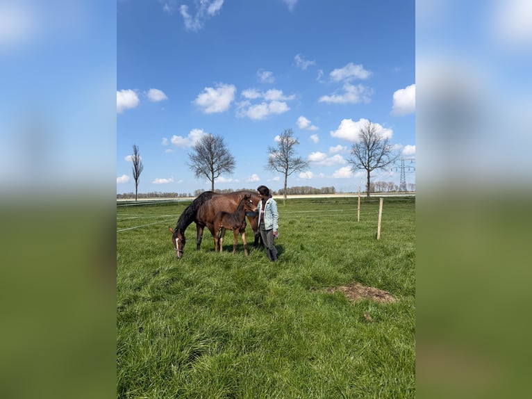 KWPN Stallone Puledri (03/2026) Baio scuro in Dronten