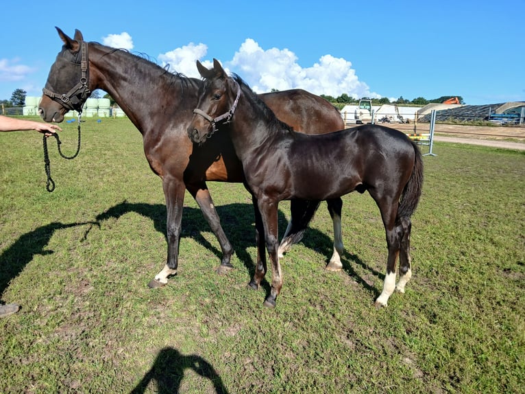 KWPN Stallone Puledri (04/2025) Baio scuro in Lunde