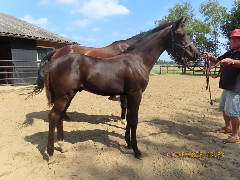 KWPN Stallone Puledri (01/2025) Baio scuro in Westendorp