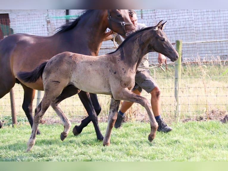 KWPN Stallone Puledri (04/2025) in DESTELBERGEN
