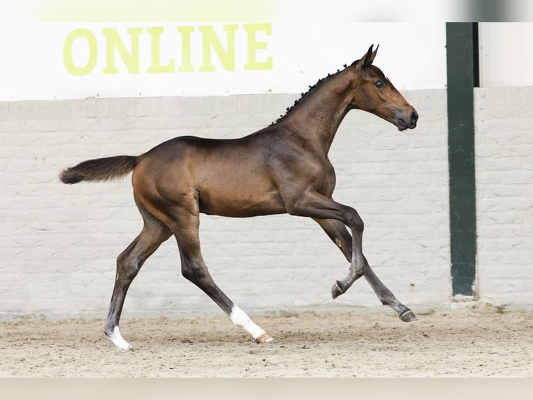 KWPN Stallone Puledri (04/2025) in Heerde