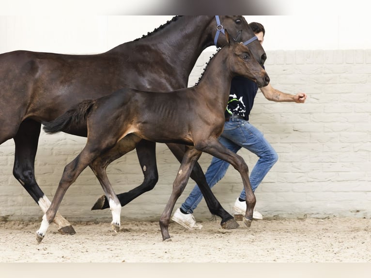 KWPN Stallone Puledri (05/2025) in Heerde
